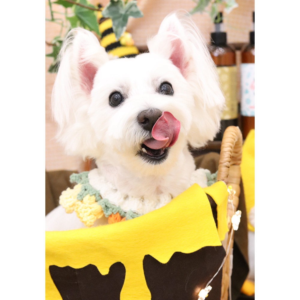 卒業犬ベラちゃんの近況♪